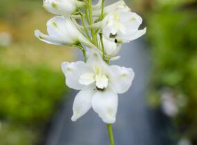 Ostrožka 'Galahad' - Delphinium Pacific 'Galahad'