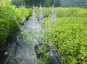 Perovskie lebedolistá 'Lacey Blue' - Perovskia atriplicifolia 'Lacey Blue'
