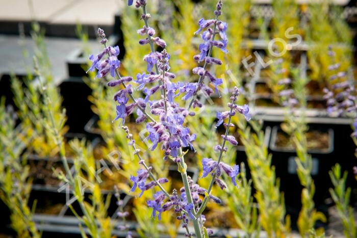 Perovskie lebedolistá 'Lacey Blue' - Perovskia atriplicifolia 'Lacey Blue'