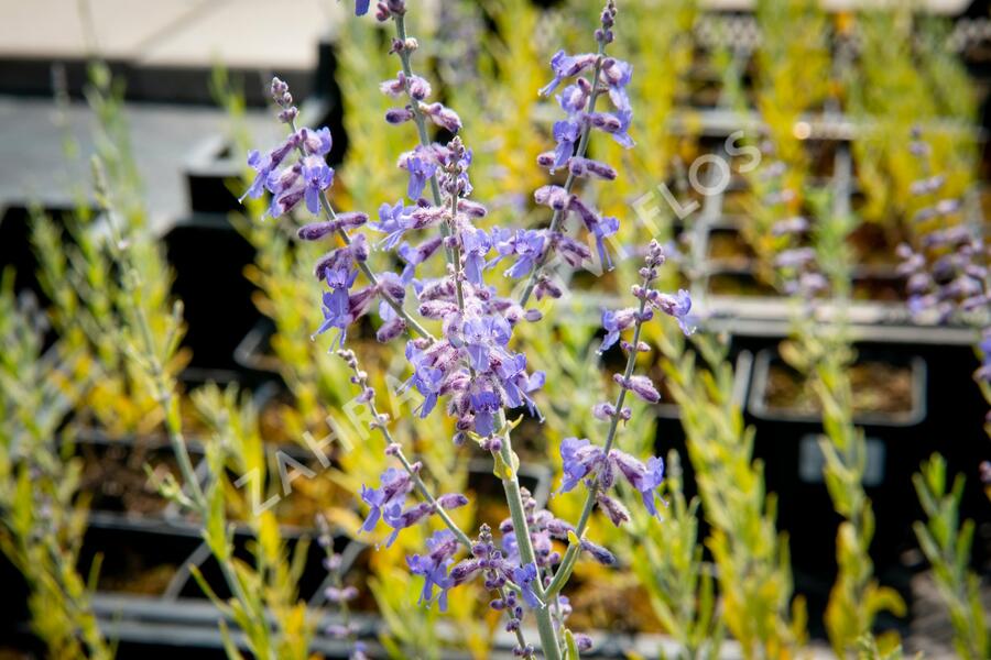 Perovskie lebedolistá 'Lacey Blue' - Perovskia atriplicifolia 'Lacey Blue'