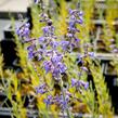 Perovskie lebedolistá 'Lacey Blue' - Perovskia atriplicifolia 'Lacey Blue'