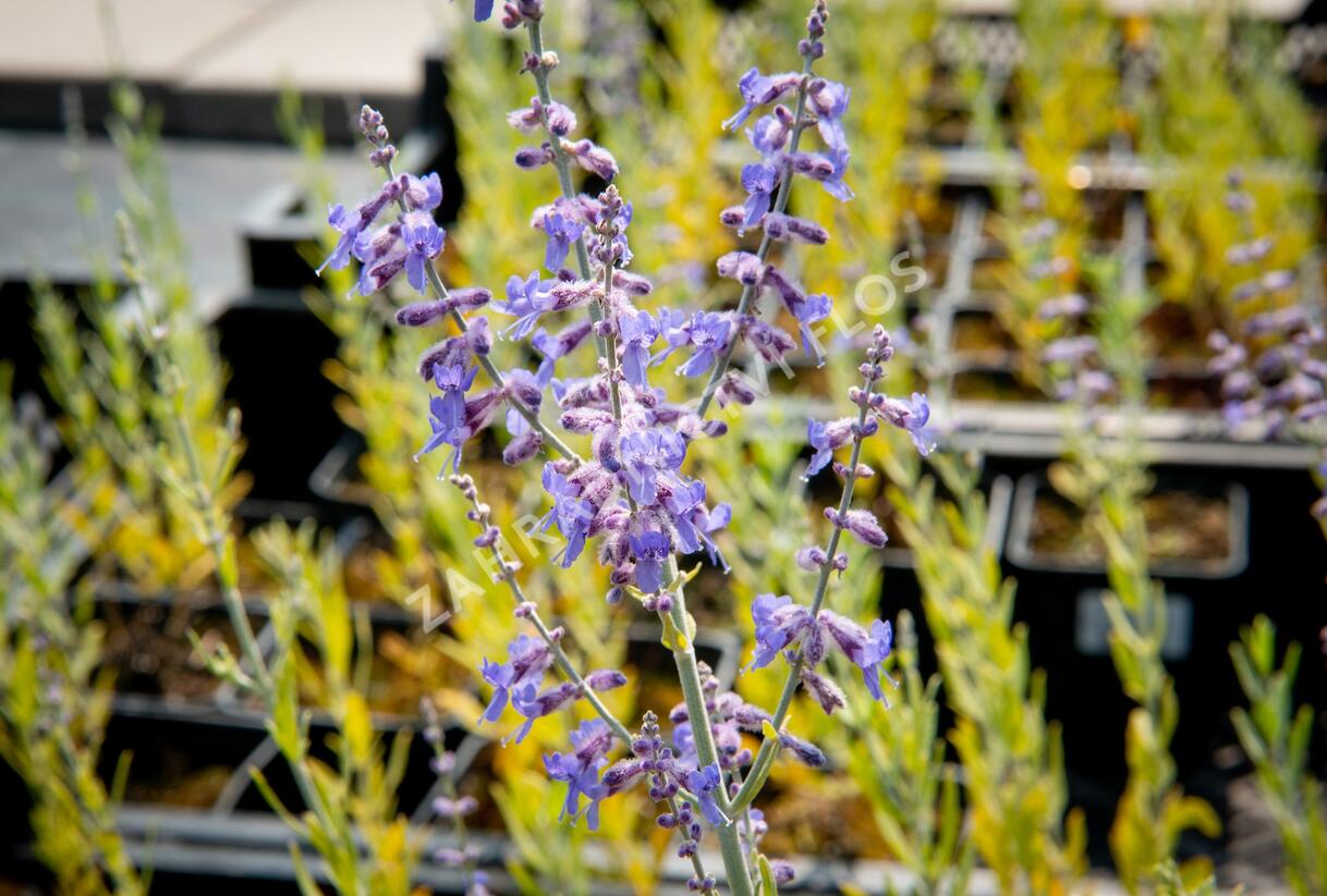 Perovskie lebedolistá 'Lacey Blue' - Perovskia atriplicifolia 'Lacey Blue'