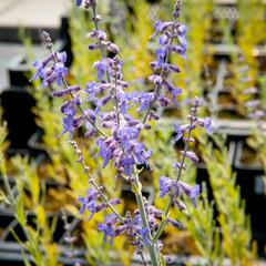 Perovskie lebedolistá 'Lacey Blue' - Perovskia atriplicifolia 'Lacey Blue'