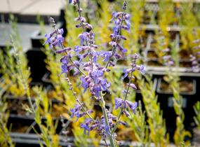 Perovskie lebedolistá 'Lacey Blue' - Perovskia atriplicifolia 'Lacey Blue'