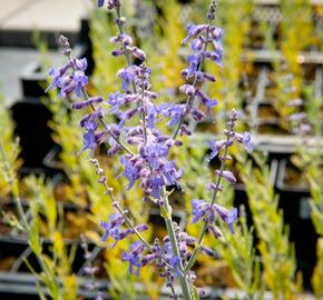 Perovskie lebedolistá 'Lacey Blue' - Perovskia atriplicifolia 'Lacey Blue'