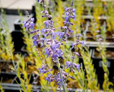 Perovskie lebedolistá 'Lacey Blue'