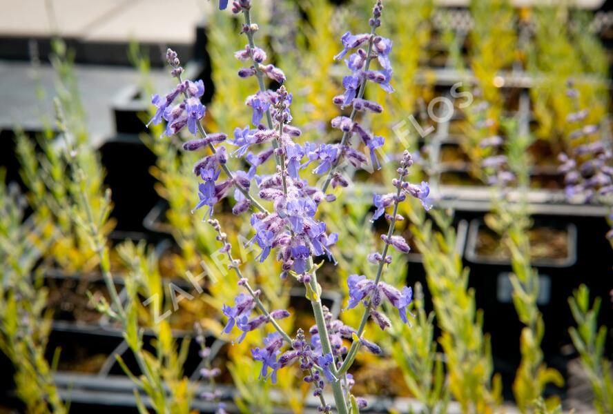 Perovskie lebedolistá 'Lacey Blue' - Perovskia atriplicifolia 'Lacey Blue'