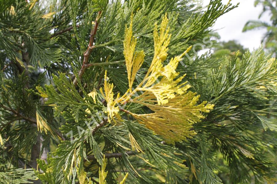 Pazerav sbíhavý 'Variegata' - Calocedrus decurrens 'Variegata'