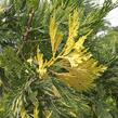 Pazerav sbíhavý 'Variegata' - Calocedrus decurrens 'Variegata'