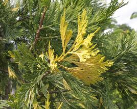 Pazerav sbíhavý 'Variegata'