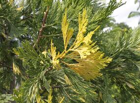 Pazerav sbíhavý 'Variegata' - Calocedrus decurrens 'Variegata'