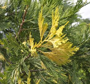 Pazerav sbíhavý 'Variegata' - Calocedrus decurrens 'Variegata'