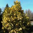 Pazerav sbíhavý 'Variegata' - Calocedrus decurrens 'Variegata'