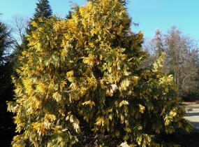 Pazerav sbíhavý 'Variegata' - Calocedrus decurrens 'Variegata'