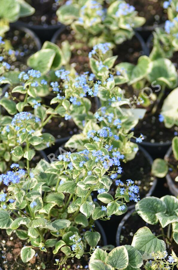 Pomněnkovec velkolistý 'Variegata' - Brunnera macrophylla 'Variegata'