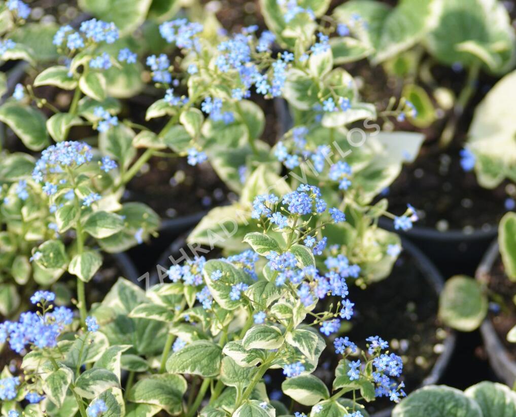 Pomněnkovec velkolistý 'Variegata' - Brunnera macrophylla 'Variegata'