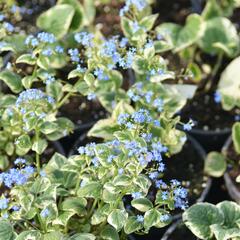 Pomněnkovec velkolistý 'Variegata' - Brunnera macrophylla 'Variegata'