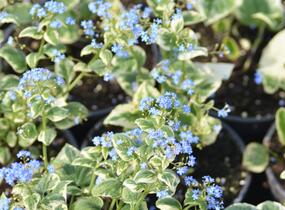 Pomněnkovec velkolistý 'Variegata' - Brunnera macrophylla 'Variegata'