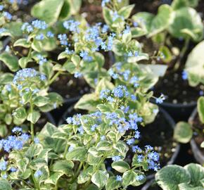 Pomněnkovec velkolistý 'Variegata' - Brunnera macrophylla 'Variegata'