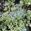 Pomněnkovec velkolistý 'Variegata' - Brunnera macrophylla 'Variegata'