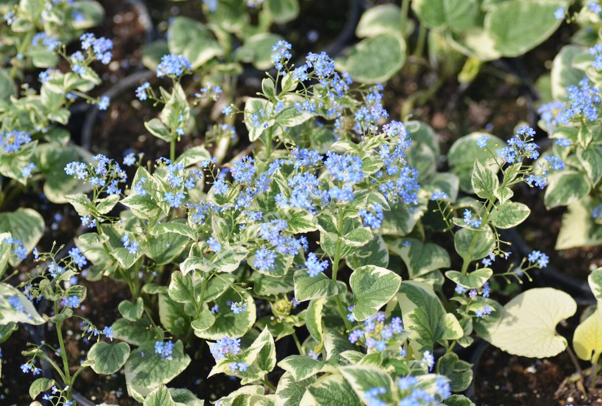 Pomněnkovec velkolistý 'Variegata' - Brunnera macrophylla 'Variegata'