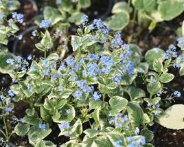 Pomněnkovec velkolistý 'Variegata'