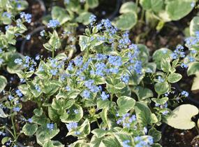 Pomněnkovec velkolistý 'Variegata' - Brunnera macrophylla 'Variegata'