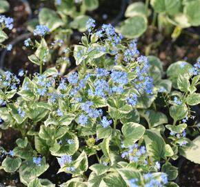 Pomněnkovec velkolistý 'Variegata' - Brunnera macrophylla 'Variegata'
