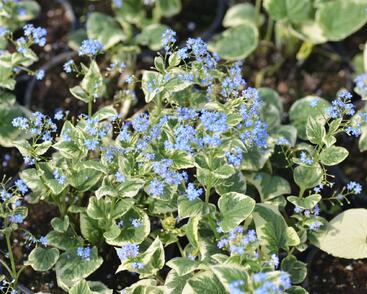 Pomněnkovec velkolistý 'Variegata'
