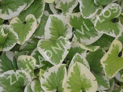 Pomněnkovec velkolistý 'Variegata' - Brunnera macrophylla 'Variegata'