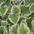 Pomněnkovec velkolistý 'Variegata' - Brunnera macrophylla 'Variegata'