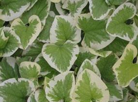 Pomněnkovec velkolistý 'Variegata' - Brunnera macrophylla 'Variegata'