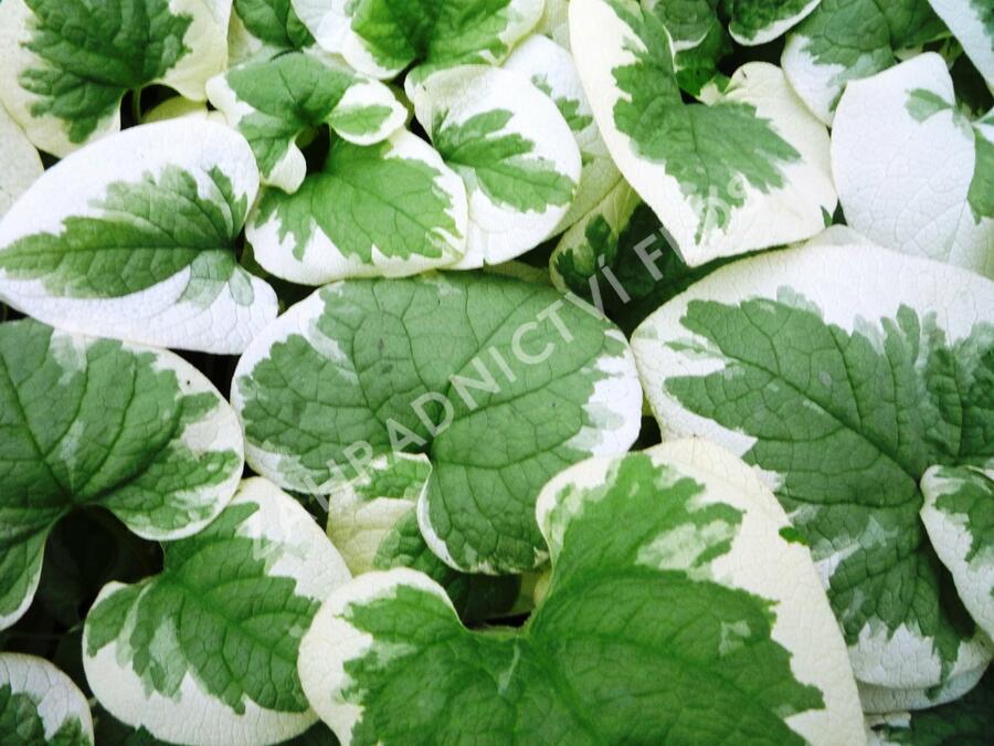 Pomněnkovec velkolistý 'Variegata' - Brunnera macrophylla 'Variegata'
