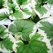 Pomněnkovec velkolistý 'Variegata' - Brunnera macrophylla 'Variegata'