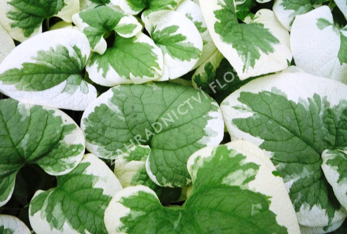 Pomněnkovec velkolistý 'Variegata' - Brunnera macrophylla 'Variegata'