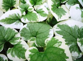 Pomněnkovec velkolistý 'Variegata' - Brunnera macrophylla 'Variegata'
