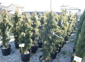 Tis červený 'Dovastonii Aurea' - Taxus baccata 'Dovastonii Aurea'