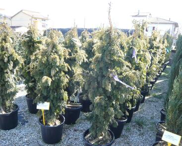 Tis červený 'Dovastonii Aurea'