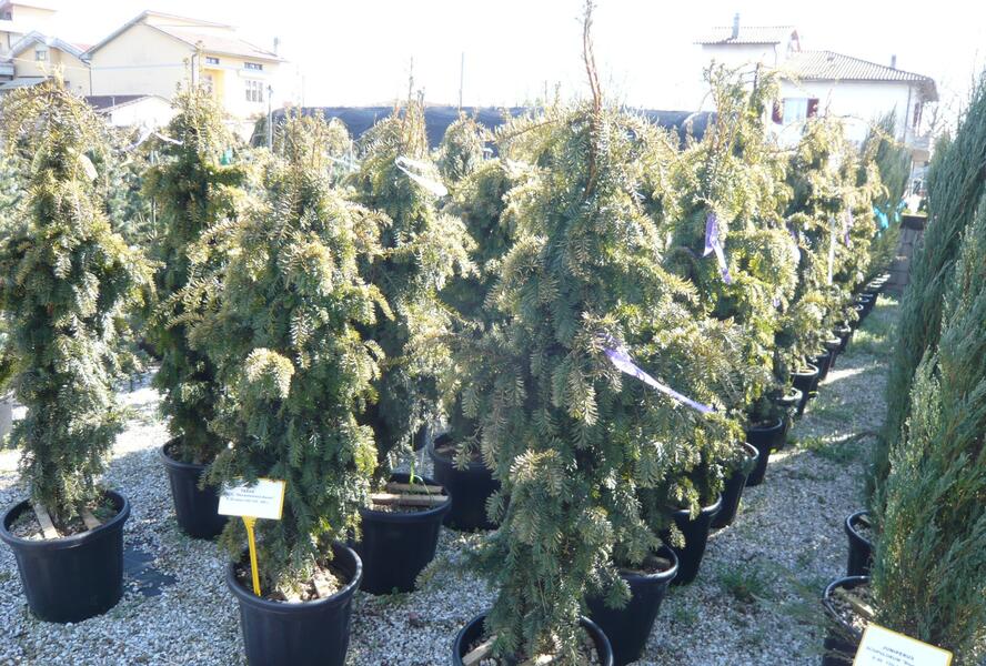 Tis červený 'Dovastonii Aurea' - Taxus baccata 'Dovastonii Aurea'