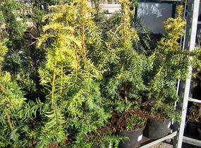 Tis červený 'Dovastonii Aurea' - Taxus baccata 'Dovastonii Aurea'