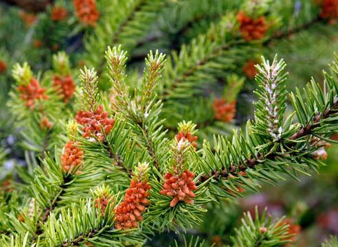 Borovice Banksova 'Arktis' - Pinus banksiana 'Arktis'