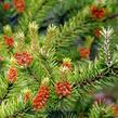 Borovice Banksova 'Arktis' - Pinus banksiana 'Arktis'