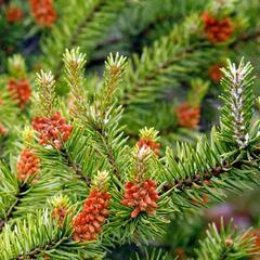 Borovice Banksova 'Arktis' - Pinus banksiana 'Arktis'