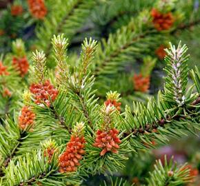 Borovice Banksova 'Arktis' - Pinus banksiana 'Arktis'