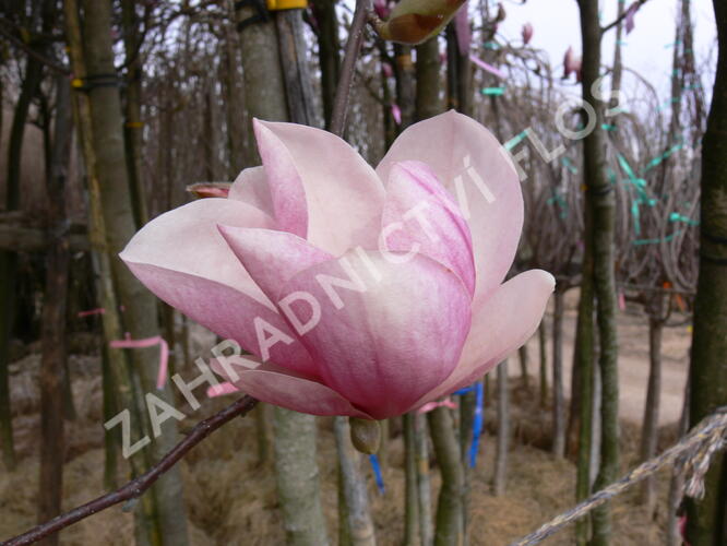 Šácholan Soulangeanův - Magnolia soulangeana