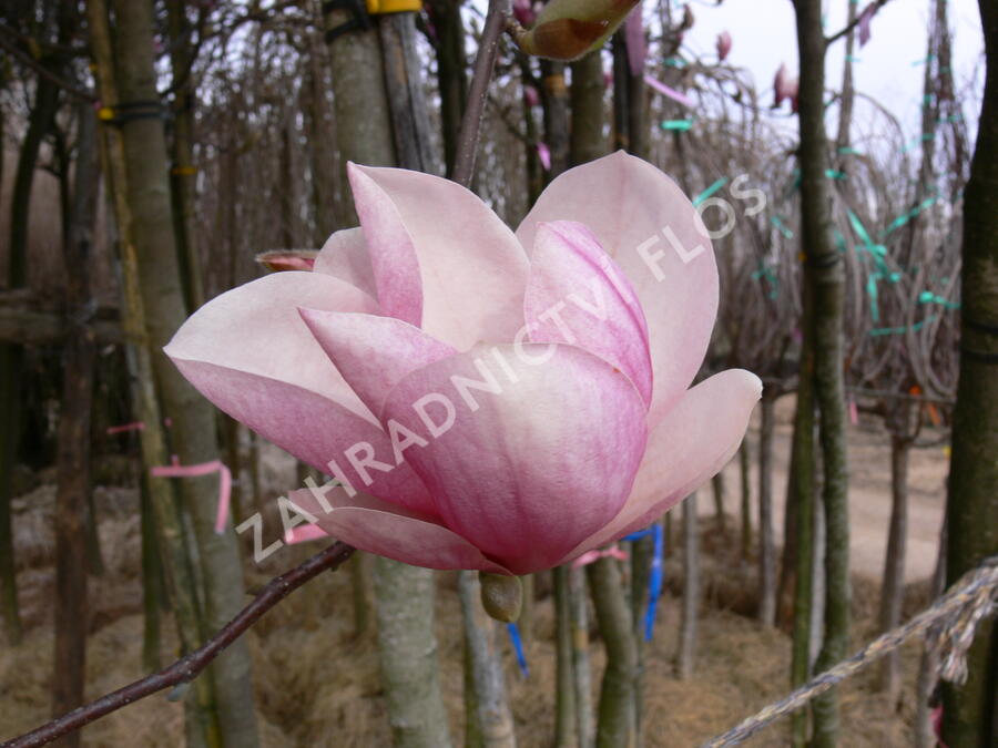 Šácholan Soulangeanův - Magnolia soulangeana