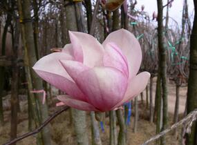 Šácholan Soulangeanův - Magnolia soulangeana