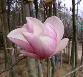 Šácholan Soulangeanův - Magnolia soulangeana