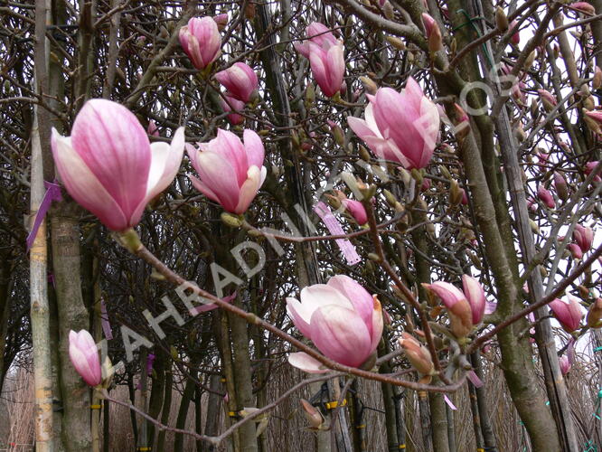 Šácholan Soulangeanův - Magnolia soulangeana