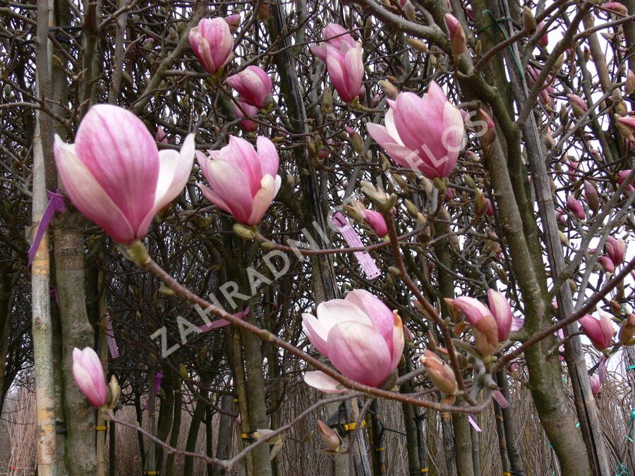 Šácholan Soulangeanův - Magnolia soulangeana